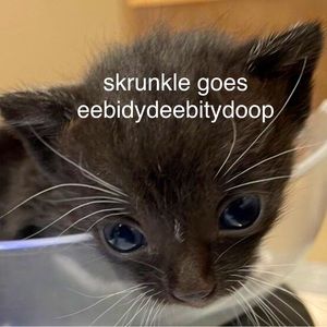 Meet your Posher, Celine